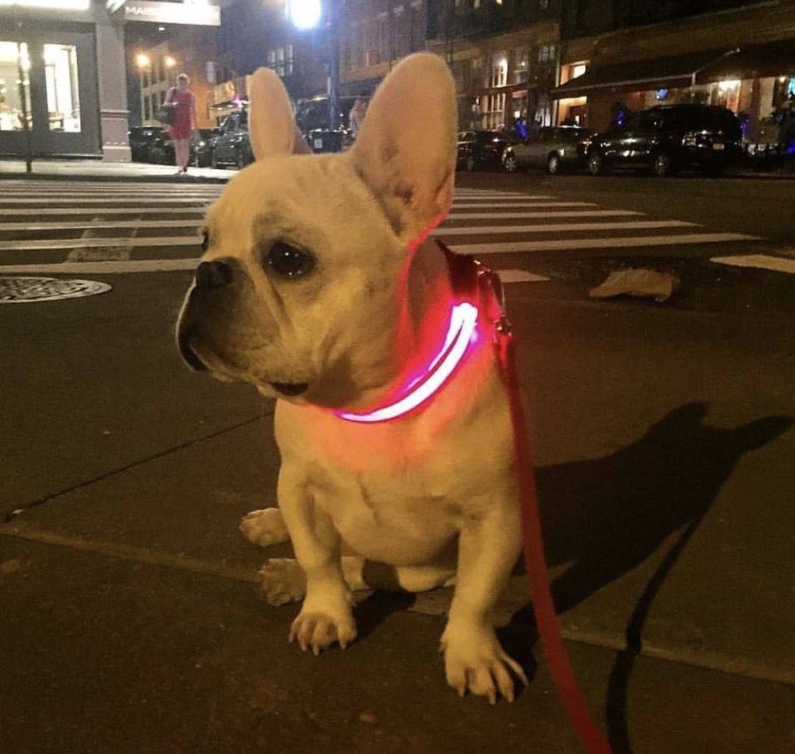 Collar Luminoso LED Recargable